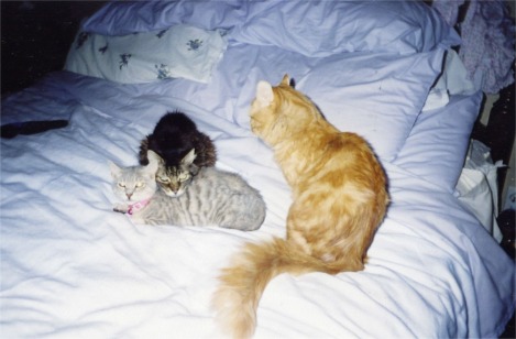 Kitty Pile